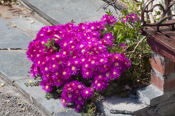 Port Isaac 2014 (06)